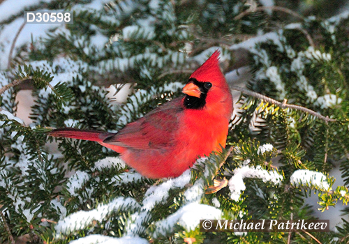 Northern Cardinal (Cardinalis cardinalis)